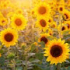 Meet your Posher, Kira